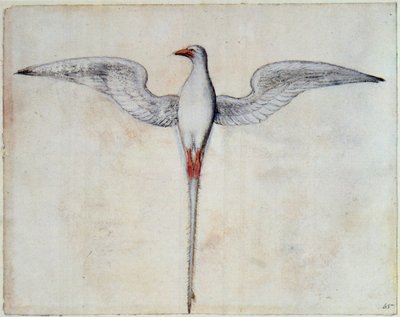 Tropic Bird by John White